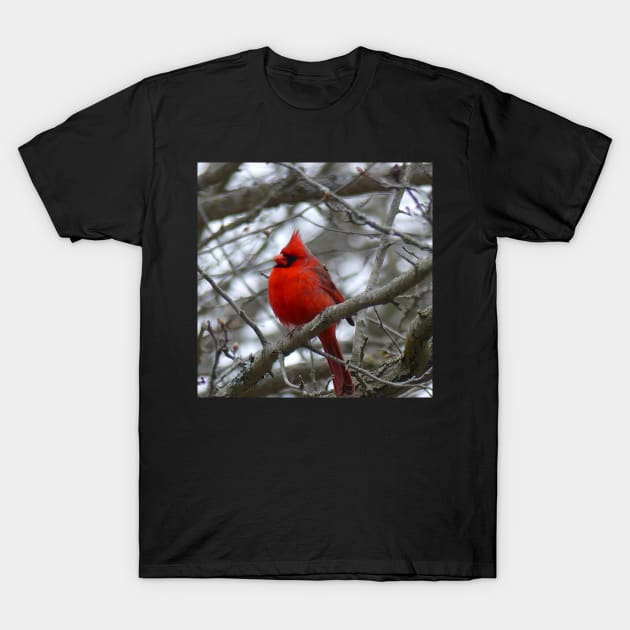 Winter Cardinal Photography Art Beautiful Heaven Sent Messenger Male Red Cardinal T-Shirt by tamdevo1